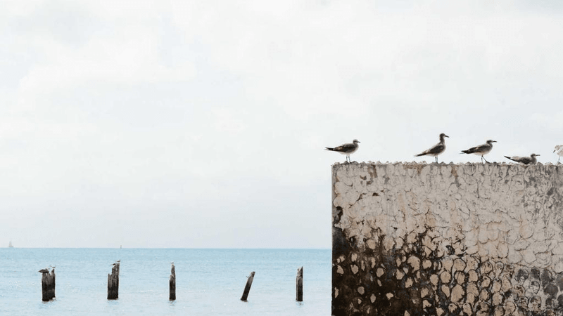 Lavender - professional stock photography