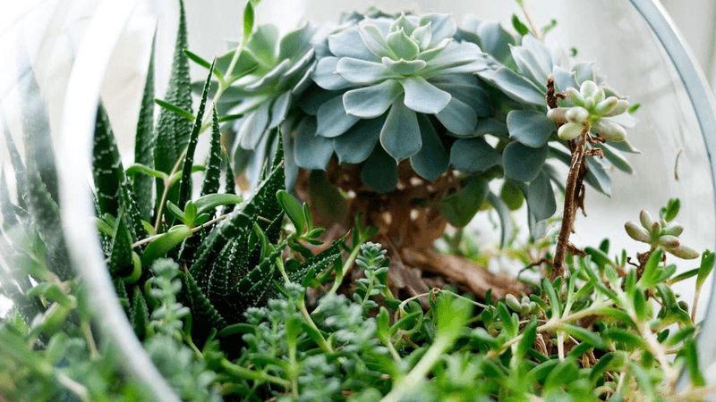 Pruning - professional stock photography